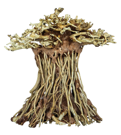 Bonsai Mushroom Small
