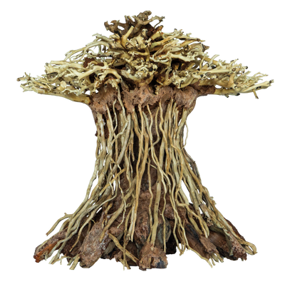 Bonsai Mushroom Medium